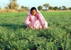 चने की फसल का नुकसार करने पर युवक ने क्रुरता की हद पार की  बिजली के खंभे से बांधकर गाय को बेरहमी से पीटा   -युवक का वीडियो वायरल,गाय को मार-मार कर लहुलुहान किया 