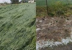 ओला वृष्टि से प्रभावित फसलों का सर्वे करने और बीमा राशि देने की मांग
