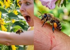 मधुमक्खियों ने हमला कर दिया। इसमें एक ही परिवार के आधा दर्जन से अधिक लोग घायल