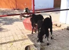 बकरा चोरी करने वाला आरोपी 24 घंटे में पकड़ाया