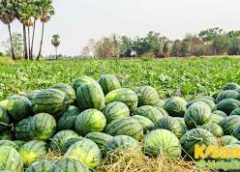 तरबूज की आवक शुरू, महाराष्ट्र का सिंबा बाजार में    गर्मियों का पंसदीदा फल तरबूज उज्जैन मंडी की शोभा बढ़ा रहा कई जगह सजी तरबूज की दुकानें    रमजान का महीना होने की वजह से बिक्री भी जमकर हो रही