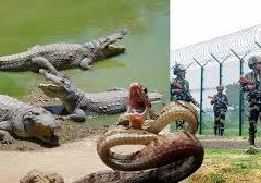 बॉर्डर घुसपैठ, सांप-मगरमच्छ का इस्तेमाल कर सकती है BSF:175  इलाके में फेंसिंग मुश्किल,