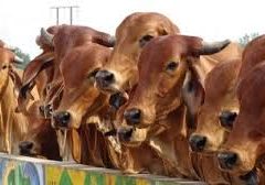 गौरक्षकों को पीछे आता देख लोडिंग छोड़ भागा चालक -प्याज से भरे कट्टों के नीचे छुपाकर रखे थे 7 मवेशी, एक की मौत