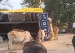 टवेरा और ट्रैक्टर-ट्रॉली की टक्कर में 5 की मौत, 7 घायल