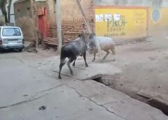 सांडों की लड़ाई से दहशत, मोहल्लों से बाजार तक बढ़ा खतरा