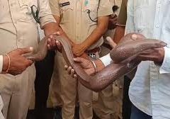 दुर्लभ सैंड बोआ सांप की तस्करी:बेचने की फिराक में खड़े थे आरोपी, पांच को किया गिरफ्तार