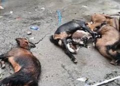 तेज बारिश के बाद करंट से 8 बकरे मरे:, लोग गड्ढों में गिरे; जलभराव से परेशानी