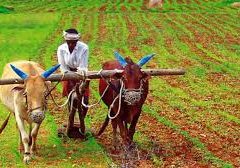 जुटे किसान एवं पहुंचे तहसील कार्यालय  जमीन अधिग्रहण व मुआवजे की समस्या को सिलसिलेवार रखा किसान संघ के बैनर तले एसडीएम को ज्ञापन सौंपा