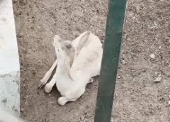काले हिरण के कुनबे में जन्मा सफेद बच्चा:देखने को उमड़ रही दर्शकों की भीड़