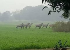 वन विभाग के साथ सैंकडों ग्रामीणों ने मशक्कत की,पकडी गई 4 नीलगाय