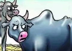रिमांड पर टूटे आरोपियों ने कबूली भैंस चोरी की वारदात -जंगल में बांधकर रखी थी, पुलिस बरामद कर लाई