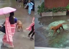 महाकाल दर्शन की कतार में बालक को स्ट्रीट डॉग ने काटा